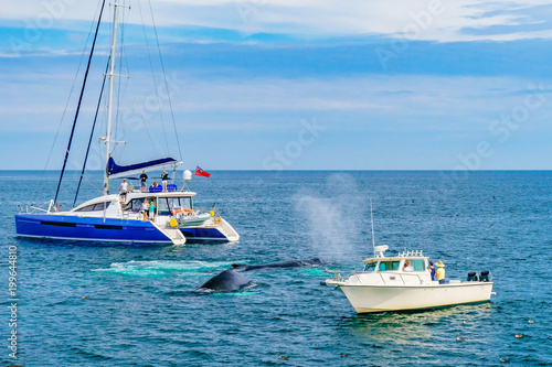 Humpback Whale between two small ships Provincetown, Cape Cod, Massachusetts, US