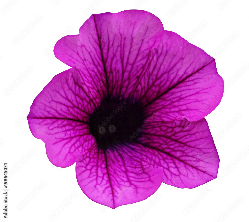Pink flower Petunia on a white isolated background with clipping path  no shadows. Closeup. For design, texture, borders, frame, background.  Nature.