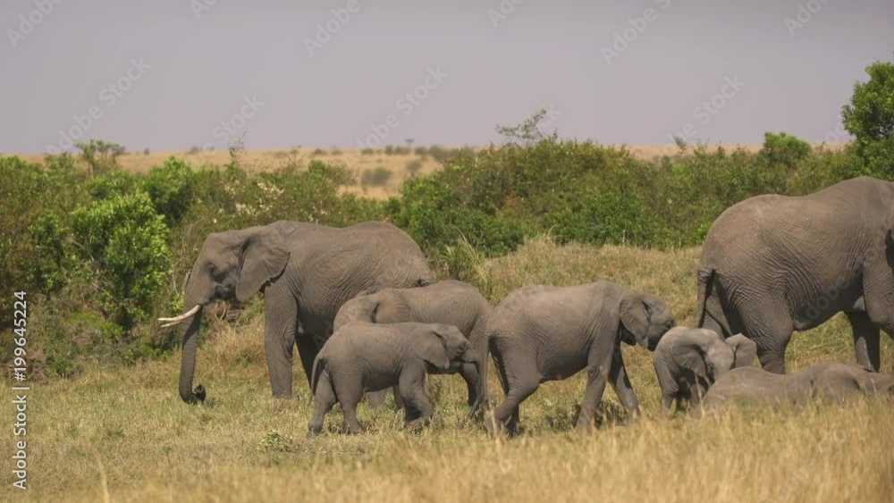 Elephants and calves in Masai Mara Elephants and calves in Masai Mara