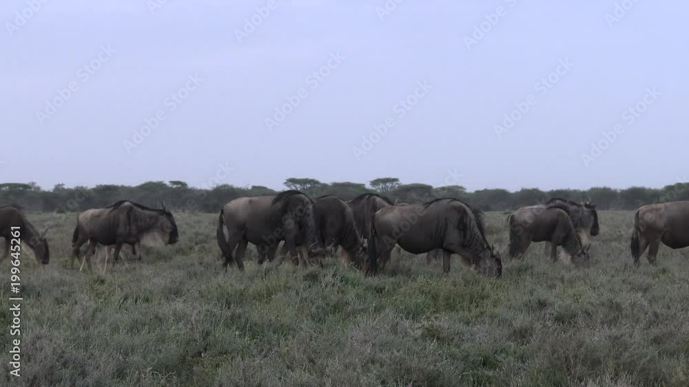 Blue Wildebeest (Connochaetes taurinus) herd migrating, grazing on their way Blue Wildebeest (Connochaetes taurinus) herd migrating, grazing on their way