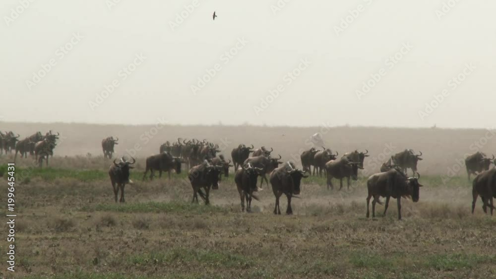 Blue Wildebeest (Connochaetes taurinus) herd migrating, grazing on their way Blue Wildebeest (Connochaetes taurinus) herd migrating, grazing on their way