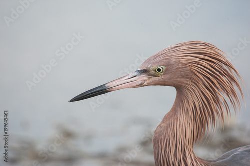 Profile of a reddish egret with ruffled feathers