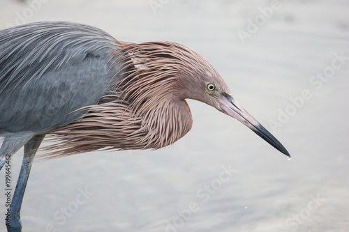 Profile of a reddish egret with ruffled feathers