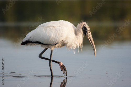 Wood stork wading and fishing in the morning sun