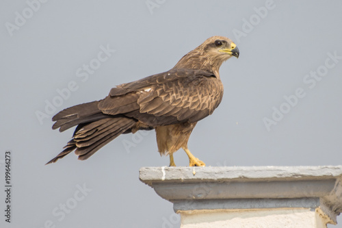 Eagle Waiting © Gaurav