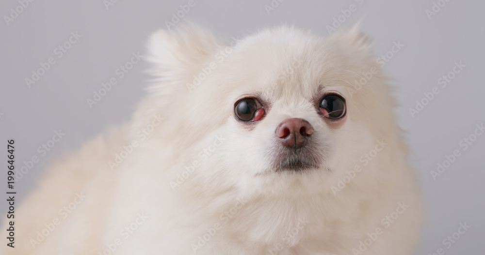 White pomeranian looking at camera