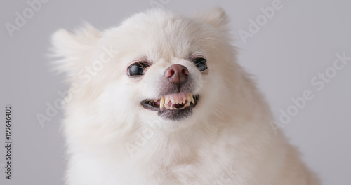 Angry White Pomeranian