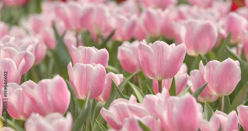 Fototapeta premium Colorful Tulip farm