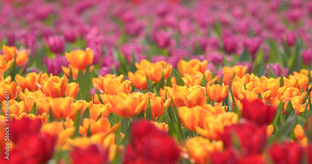 Beautiful fresh tulips field Beautiful fresh tulips field