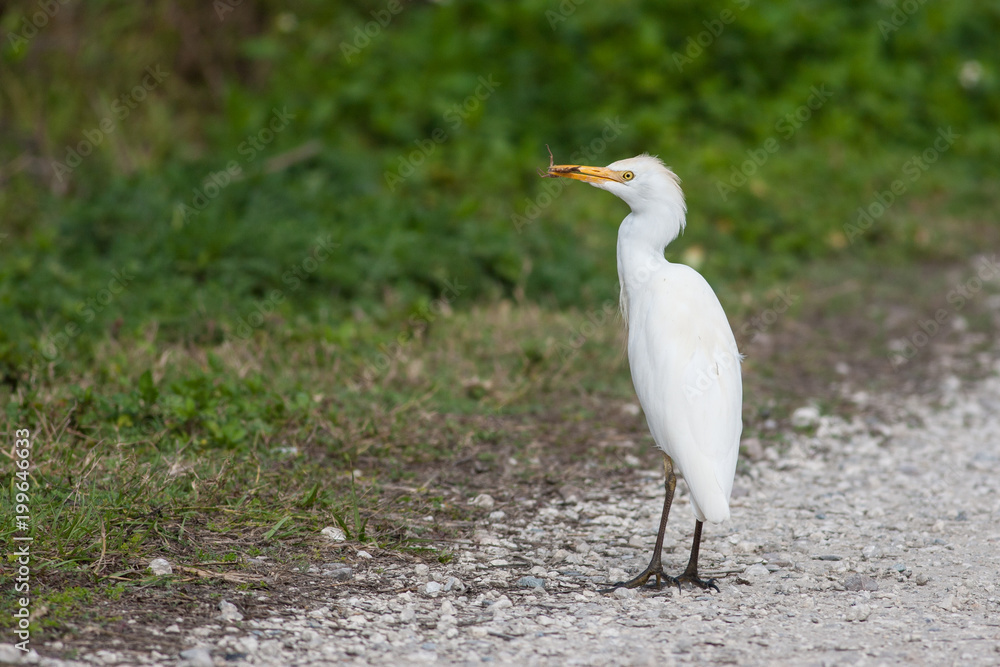 Cattle egret with a large grasshopper catch Cattle egret with a large grasshopper catch