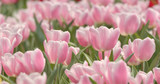 Colorful Tulip farm
