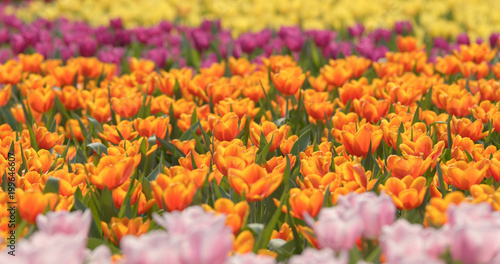 Beautiful tulip farm © leungchopan