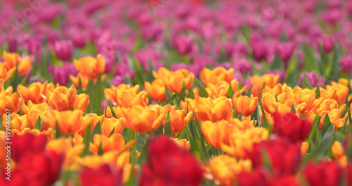 Beautiful fresh tulips field © leungchopan