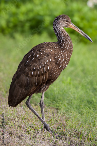 Limpkin exploring the trails with bright green flora background