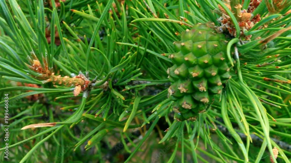 Young pine cone and needles in summer in the forest, macro (Lat. Pinus sylvestris, strobilus). Natural green floral background Young pine cone and needles in summer in the forest, macro (Lat. Pinus sylvestris, strobilus). Natural green floral background