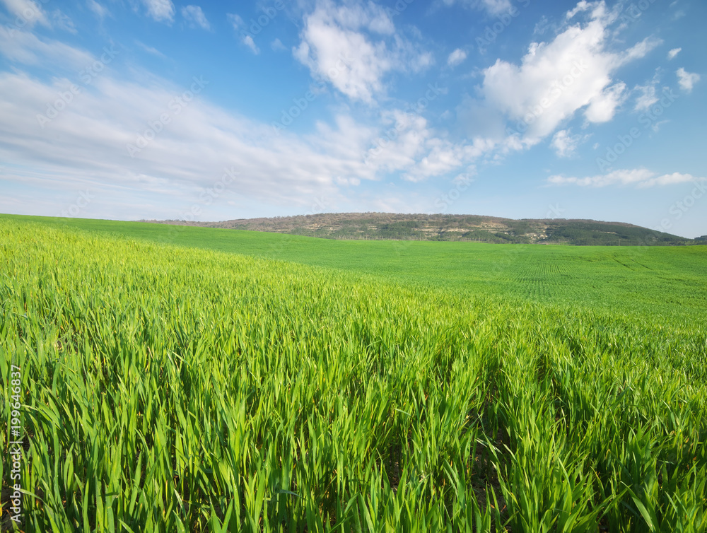 Sunrise in grean meadow of young wheat. Sunrise in grean meadow of young wheat.