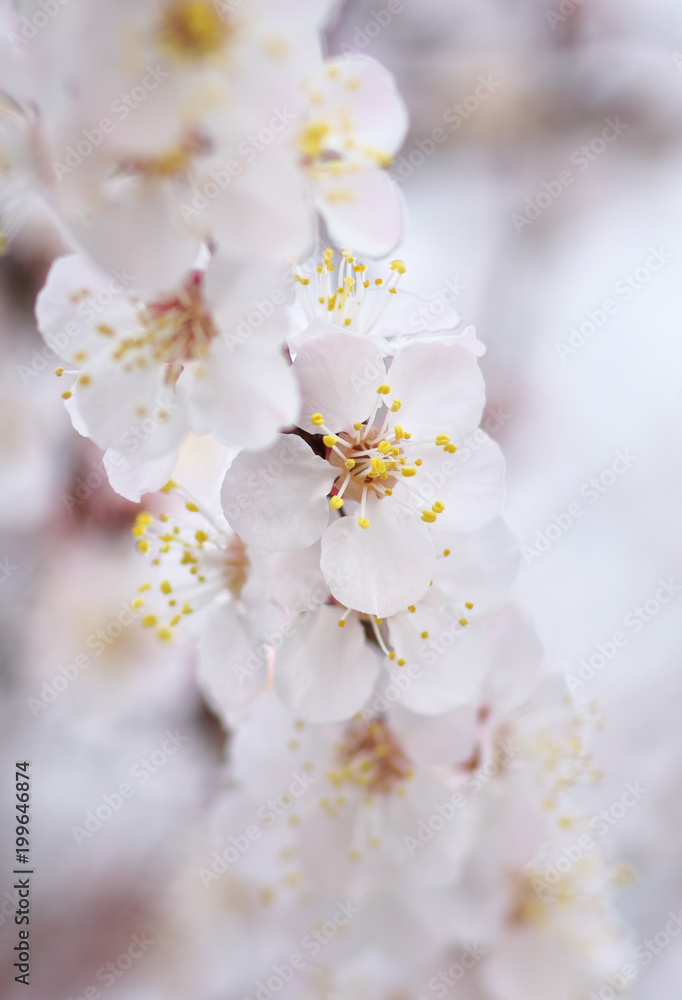Spring flowers of apricot tree.