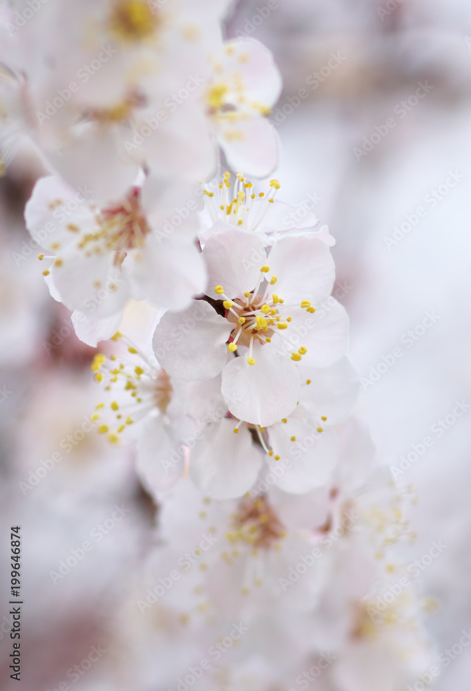 Spring flowers of apricot tree. Spring flowers of apricot tree.