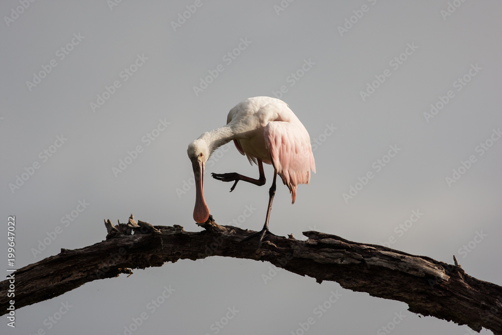 Fototapeta premium Lone roseate spoonbill perched and preening at the top of a dead tree with a stormy background