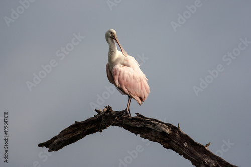 Lone roseate spoonbill perched and preening at the top of a dead tree with a stormy background