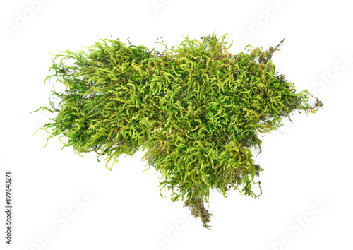 moss, Green moss  isolated on  white background