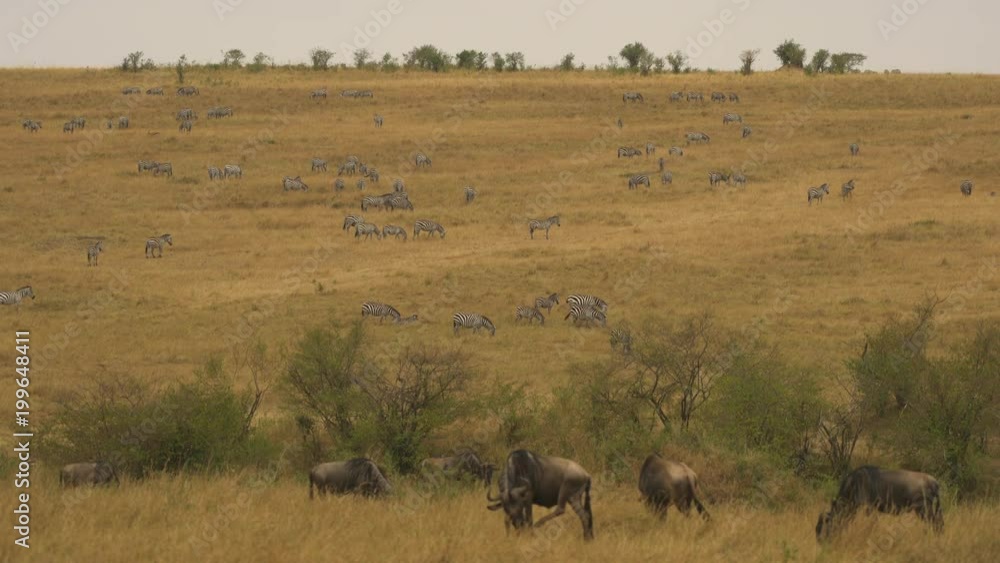 Gnus and zebras in the savannah