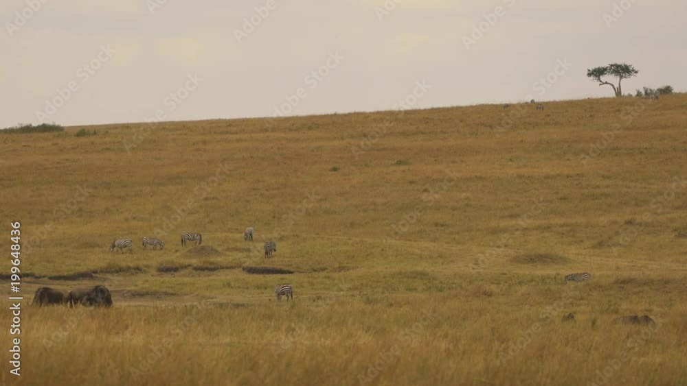 Zebras and two gnus on dry plains Zebras and two gnus on dry plains