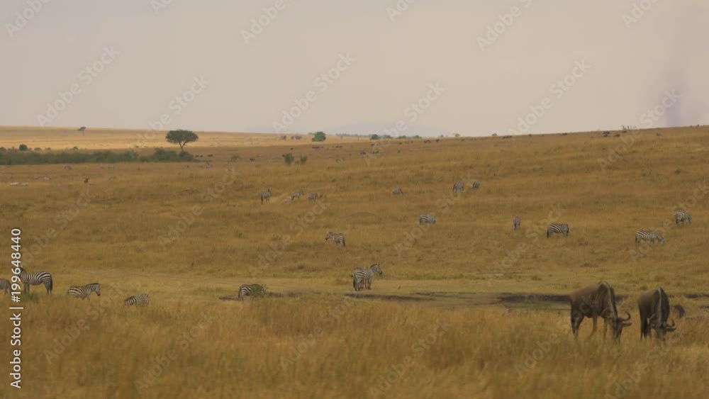 Herd of zebras and two gnus grazing Herd of zebras and two gnus grazing