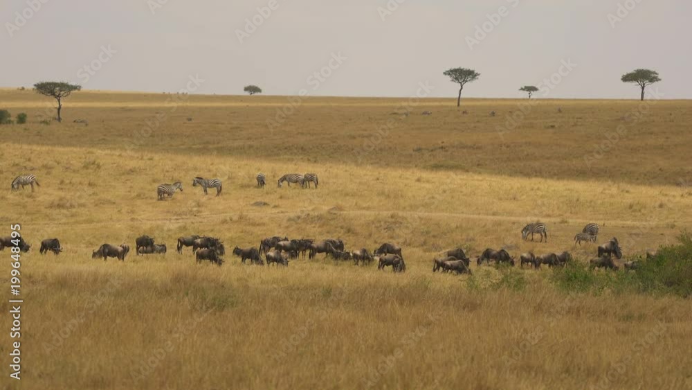 Gnus and zebras in Masai Mara Gnus and zebras in Masai Mara