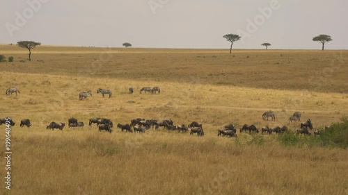 Gnus and zebras in Masai Mara photo