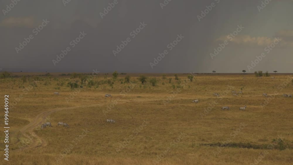 Zebras grazing in the grasslands of Kenya Zebras grazing in the grasslands of Kenya