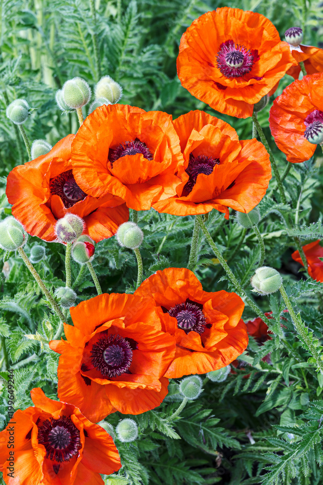 bright red poppy flowers growing in the field closeup bright red poppy flowers growing in the field closeup