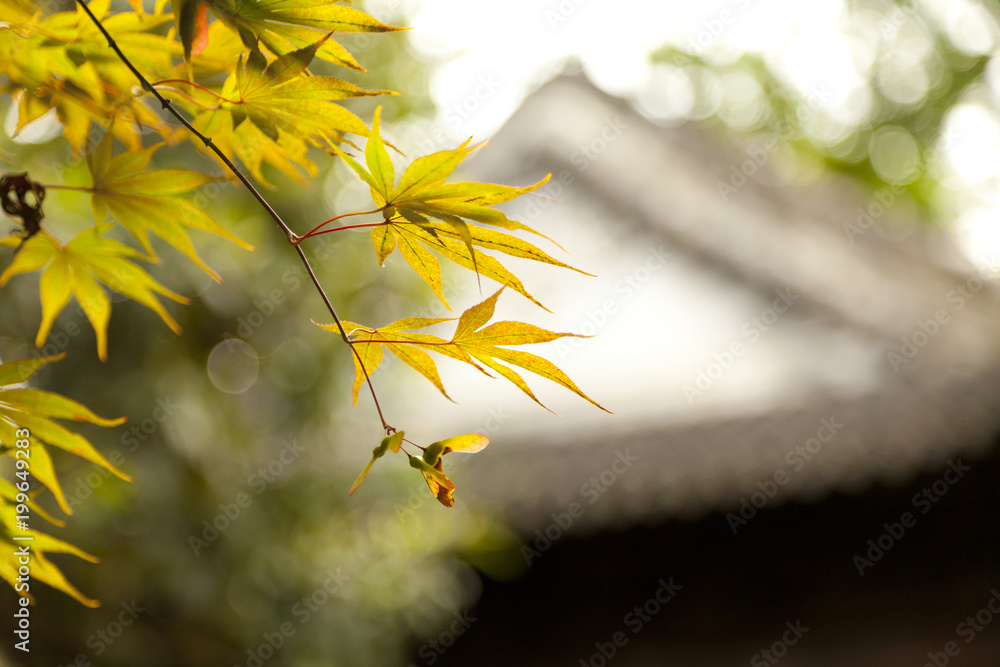 autumn leave in Chinese temple StockFoto Adobe Stock