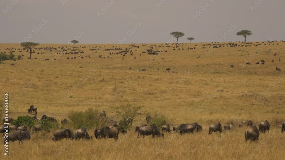 Wildebeests and zebras on the savannah Wildebeests and zebras on the savannah