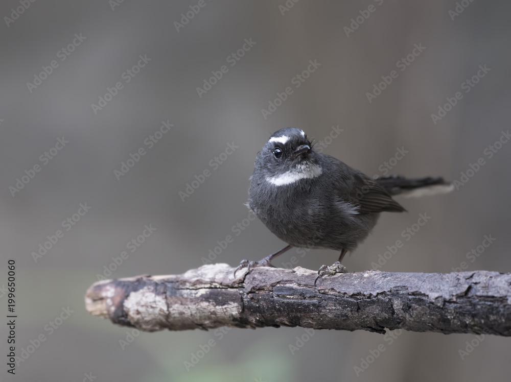 Fototapeta premium White-throated Fantail (Rhipidura albicollis)