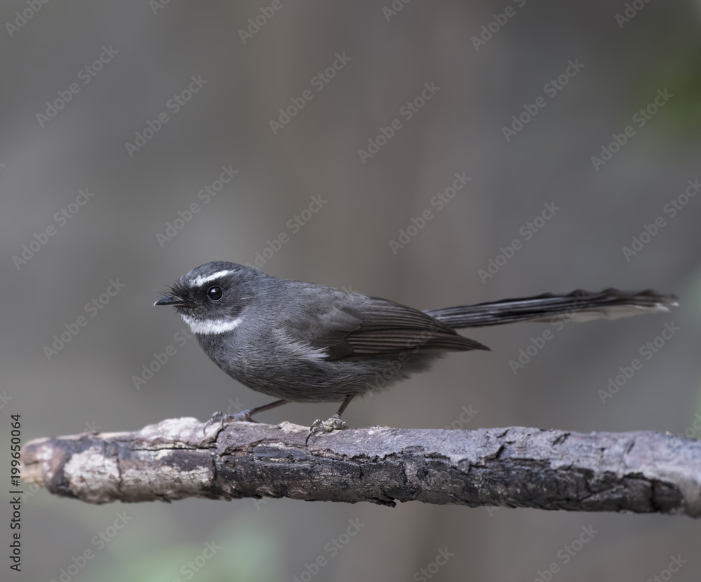 Fototapeta premium White-throated Fantail (Rhipidura albicollis)