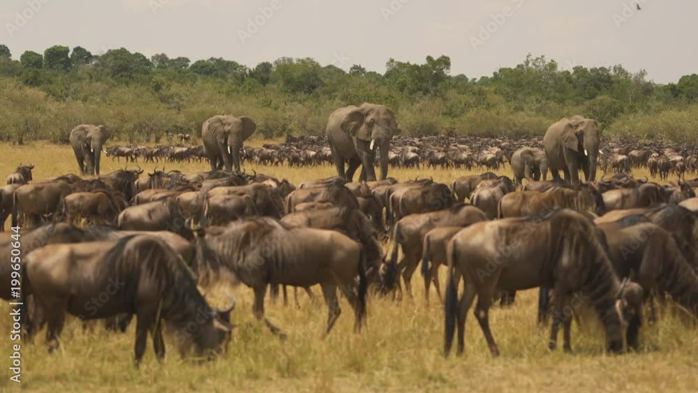 Gnus and elephants on the savannah Gnus and elephants on the savannah