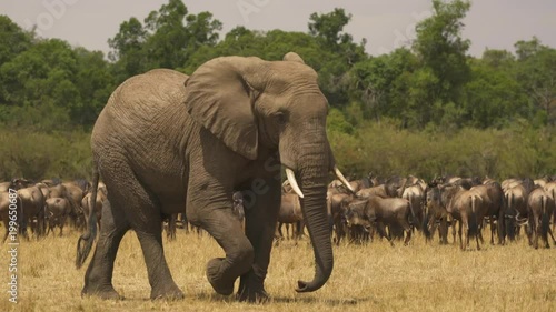 Wallpaper Mural Elephant passing by gnus in Masai Mara Torontodigital.ca