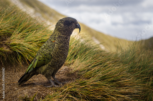 New Zealand kea