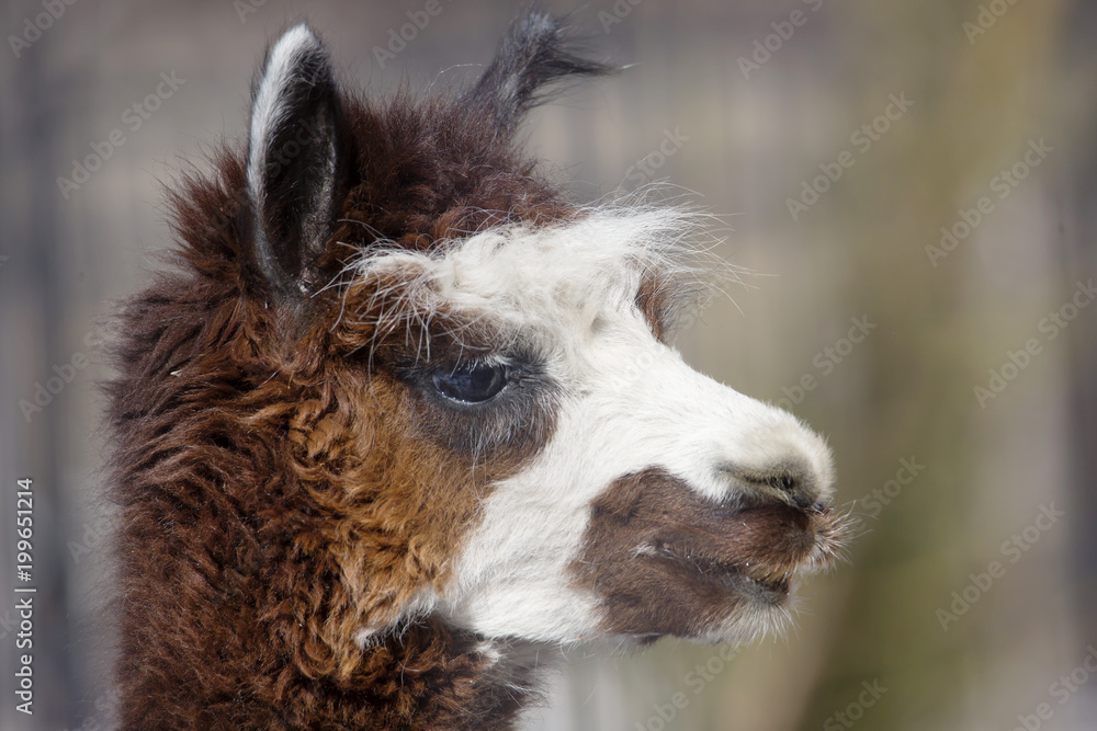 Fototapeta premium Альпака это домашнее парнокопытное животное из семейства верблюдов.
