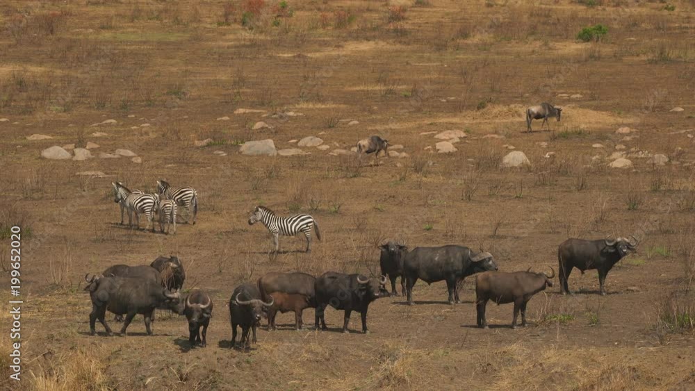 Gnus, zebras and a Buffalo herd in Masai Mara Gnus, zebras and a Buffalo herd in Masai Mara