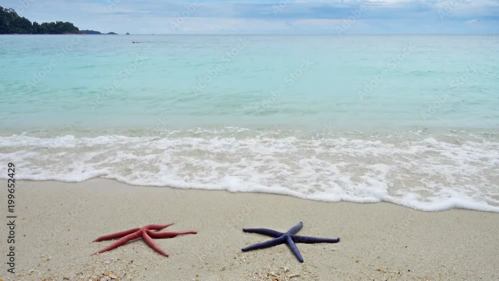 Two starfish, red and blue, lying on a sandy beach in waves, 4k Two starfish, red and blue, lying on a sandy beach in waves, 4k