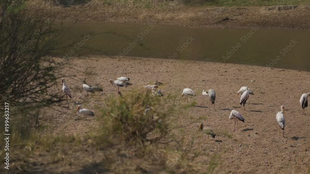 Storks and crocodiles in Masai Mara
