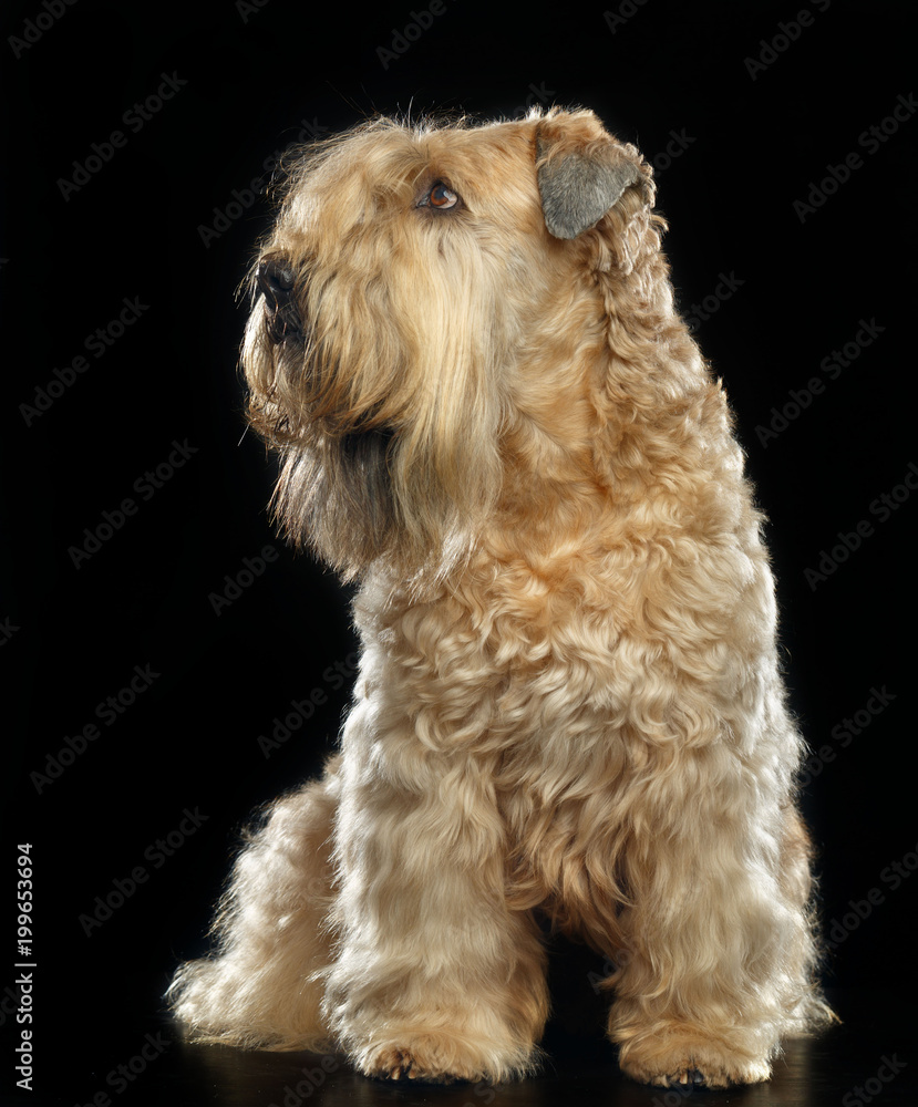 Irish soft coated wheaten terrier Dog on Isolated Black Background Irish soft coated wheaten terrier Dog on Isolated Black Background