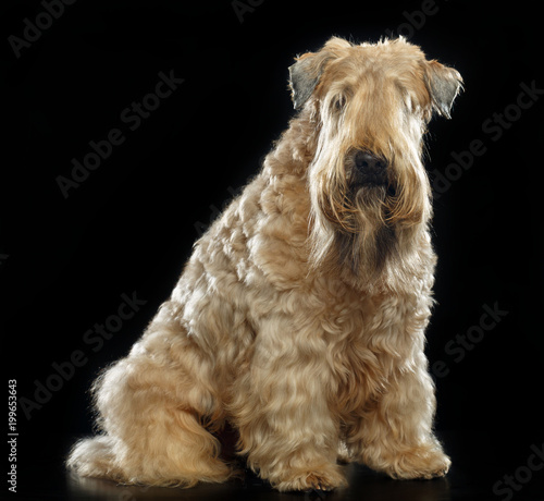 Tableau sur toile Irish soft coated wheaten terrier Dog on Isolated Black Background