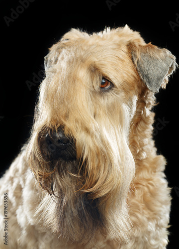 Photos Irish soft coated wheaten terrier Dog on Isolated Black Background