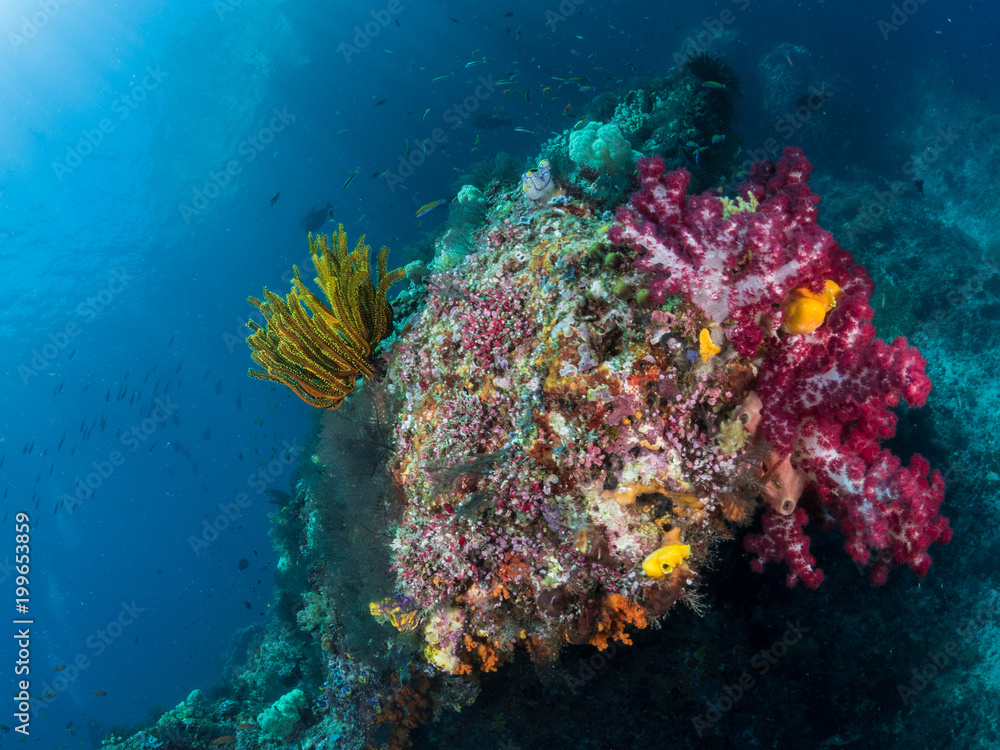 Beautiful Coral reefs, Raja Ampat, Indonesia