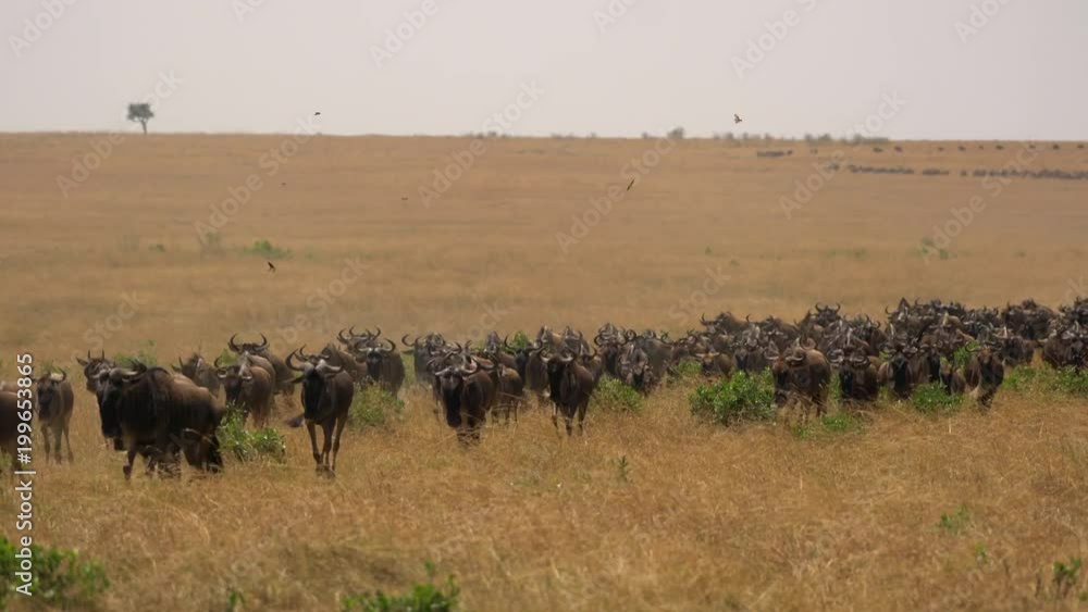 Gnus running Gnus running