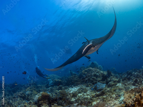 Oceanic Manta Ray, Coral reefs, Raja Ampat, Indonesia