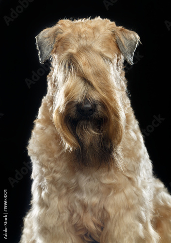 Irish soft coated wheaten terrier Dog on Isolated Black Background 
